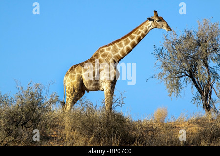 La giraffa, Giraffa camelopardalis, alimentazione su una duna rossa nel Kgalagadi transfrontaliera parco nazionale in Sud Africa e il Botswana Foto Stock