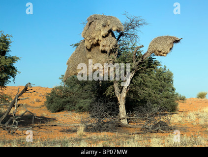 Tessitore sociale nido di uccelli in una struttura ad albero nel Kgalagadi transfrontaliera parco nazionale in Sud Africa e il Botswana Foto Stock