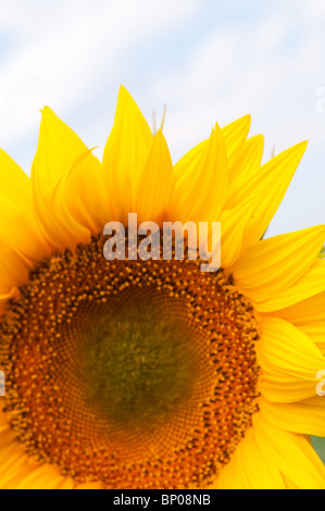 Girasole Foto Stock