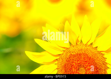 Girasole Foto Stock