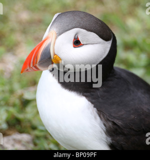 Closeup ritratto di puffini, fratercula arctica, in piedi sull'erba accanto la sua tana Foto Stock