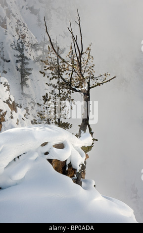 Albero che cresce sul promontorio roccioso Foto Stock