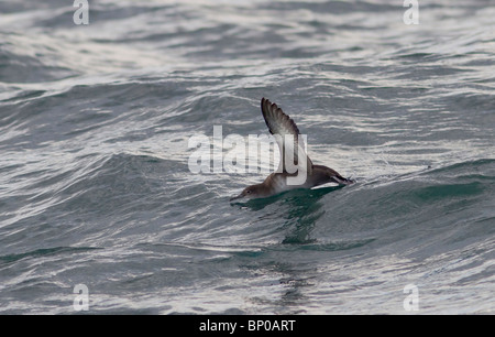 Le Baleari Shearwater Puffinus mauretanicus in volo sopra il mare Dorset Regno Unito Foto Stock