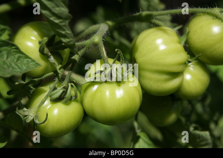 Pomodori verdi sulla vite, crescente al di fuori Foto Stock