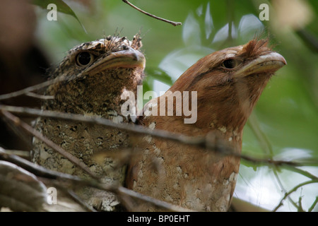 India India del Sud, Kerala. Coppia di Sri Lanka frogmouths appoggiato durante il giorno a Salim Ali Bird Sanctuary (sinistra maschio, femmina Foto Stock