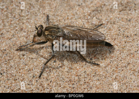 Dune Robberfly Philonicus albicipiti presi sulla costa di Sefton, Merseyside, Regno Unito Foto Stock