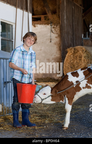 Ragazzo di vitello di alimentazione Foto Stock