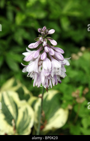 Hosta larga tesa fiore Foto Stock