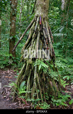 Il Perù. Un' antenna radicamento albero nella foresta tropicale vicino al fiume di Madre de Dios. Foto Stock