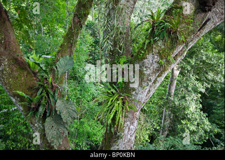 Il Perù. Le felci e gli epifiti crescente nella foresta del bacino amazzonico. Un Nido di formiche può essere visto sulla destra dell'albero. Foto Stock
