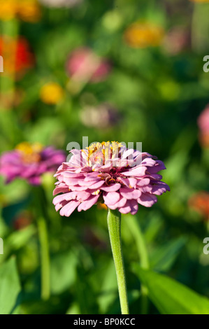 Zinnia fiore in fiore, Asteraceae Foto Stock