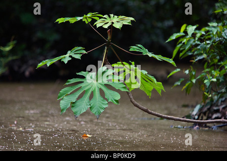 Il Perù. La lussureggiante vegetazione a strapiombo sulle rive del fiume di Madre de Dios, circa 15 km da Puerto Maldonado. Foto Stock