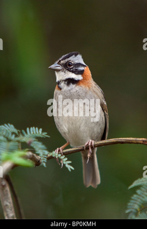 Il Perù, un rufous-Passero a collare. Questi uccelli sono comunemente visto in tutto il mondo-famose rovine Inca di Machu Picchu. Foto Stock