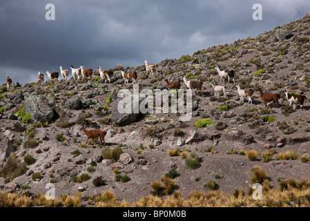 Il Perù, Llama nel tetro altiplano di alto Ande vicino Canyon del Colca. Foto Stock