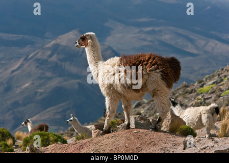 Il Perù, Llama nel tetro altiplano di alto Ande vicino Canyon del Colca. Foto Stock