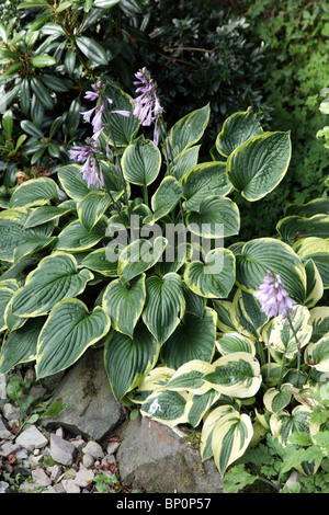 Hosta larga tesa in fiore Foto Stock