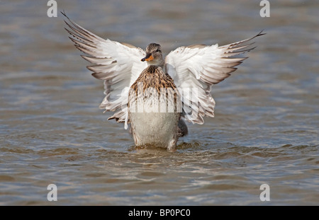 Canapiglia (Anas strepera) femmina adulta con le ali sollevate durante il bagno in acqua, Norfolk, Inghilterra, Regno Unito, Europa Foto Stock