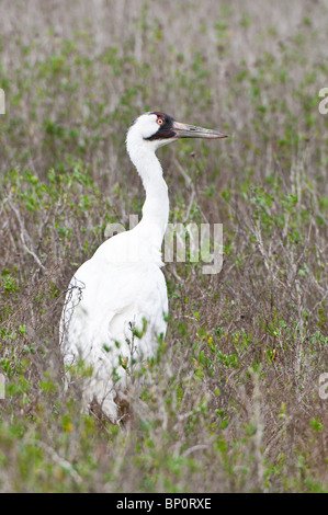 Gru a rogo presso l'Aransas National Wildlife Refuge, Port Aransas, Texas. Foto Stock