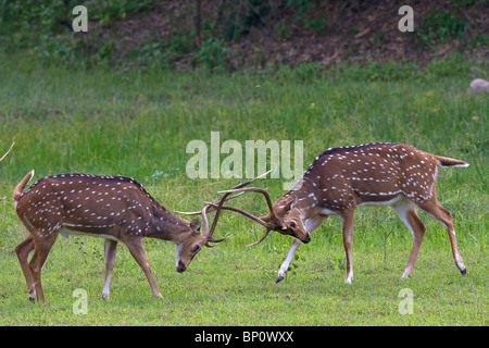 Una coppia di spotted deer (asse asse) stags sparring durante il rut. Foto Stock