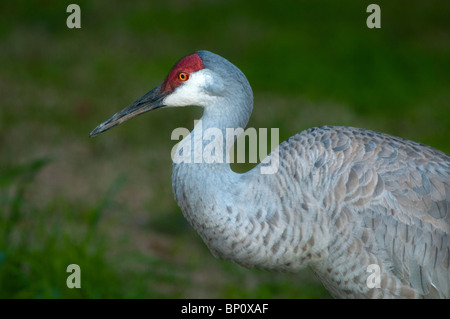 Florida Sandhill gru Foto Stock