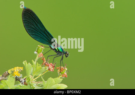 Maschio di belle demoiselle Foto Stock