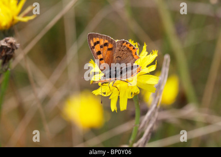 Lycaena phlaeas, la piccola farfalla di rame Foto Stock