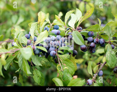 Prugnoli su una boccola, UK. Foto Stock