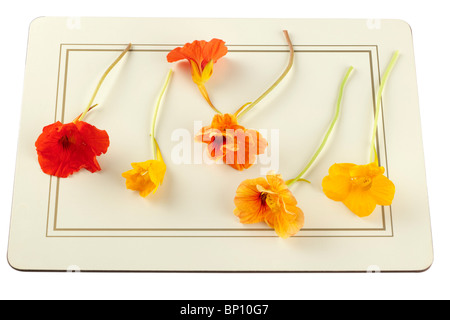 Giallo arancione e rosso i Nasturzi colorati fiori singolo e doppio Foto Stock