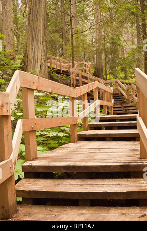 Giant Cedars Boardwalk Trail, Mount Revelstoke National Park, British Columbia, Canada Foto Stock