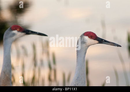 Florida Sandhill gru Foto Stock