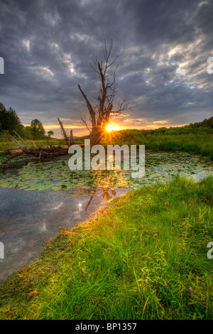Un spooky swamp in Montgomery County, centrale nello Stato di New York. Foto Stock