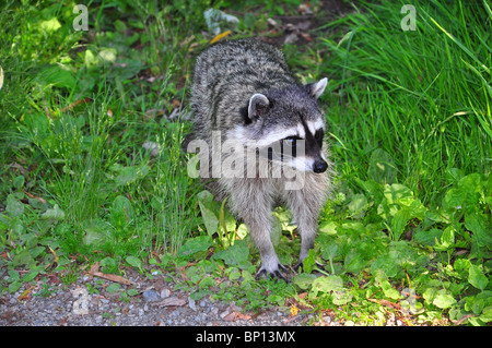 Raccoon in perdita di laguna, Stanley Park, Vancouver, BC, Canada Foto Stock