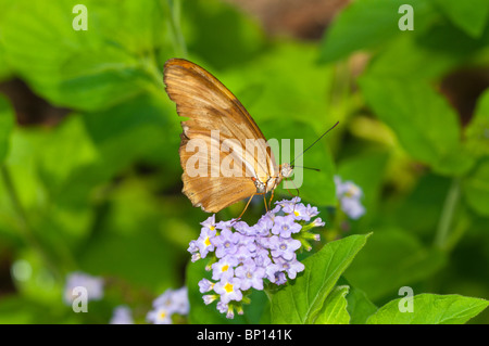 Julia Heliconian Butterfly Foto Stock