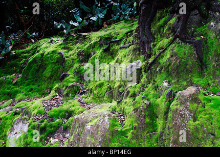 Forest pavimento coperto di muschi a Mt. Tangkuban Perahu vicino a Bandung, Indonesia. Foto Stock