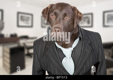 Colpo di un cioccolato Labrador nel Pin Stripe tuta contro uno sfondo di Office Foto Stock