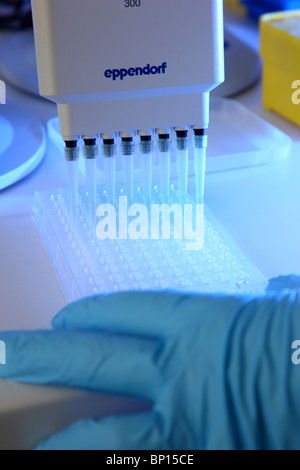 Laboratorio per le biotecnologie. Gli assistenti di laboratorio che lavora in un laboratorio chimico. Il pipettaggio di prodotti chimici per analisi di DNA. Foto Stock