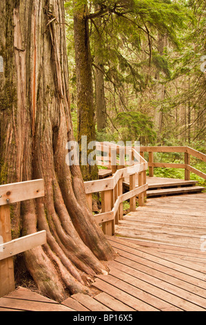 Western red cedar, Thuja plicata, Giant Cedars Boardwalk Trail, Mount Revelstoke National Park, British Columbia, Canada Foto Stock