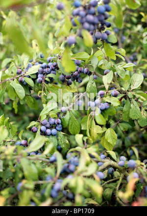 Prugnoli su una boccola, UK. Foto Stock