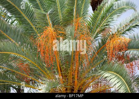 Isola Canarie data palm Foto Stock