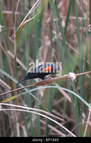 Bird, nero con arancia/spot rosso Foto Stock