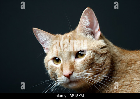 Ritratto di un gatto Foto Stock