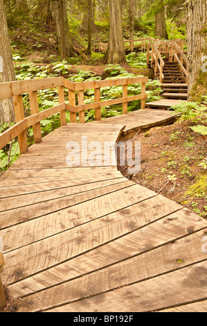 Giant Cedars Boardwalk Trail, Mount Revelstoke National Park, British Columbia, Canada Foto Stock