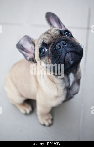 Bulldog francese cucciolo Foto Stock