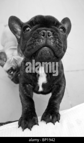 Bulldog francese cucciolo Foto Stock