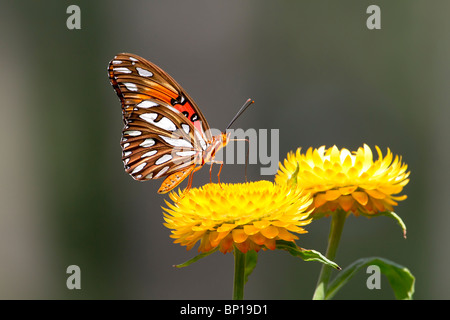 Gulf Fritillary su Bracted uvularia Foto Stock