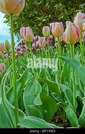 Questo tulip stock photo è in verticale e formale è preso da una prospettiva unica, molto vicino al terreno, guardando verso l'alto. Foto Stock