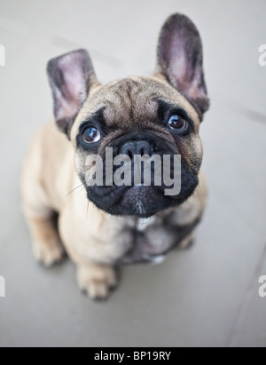 Bulldog francese cucciolo Foto Stock