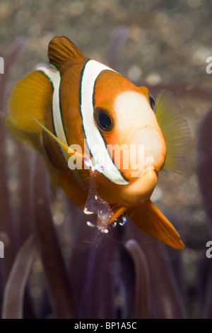 Gamberi Anemone su Clarks Anemonefish, Periclimenes sp., Amphiprion clarkii, Lembeh strait, Sulawesi, Indonesia Foto Stock