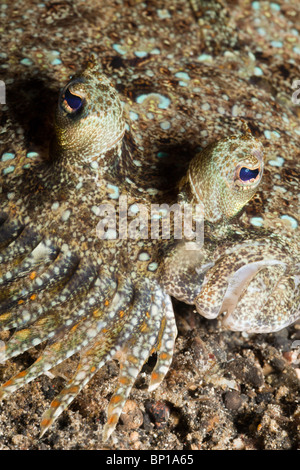 Peacock passera pianuzza, Bothus mancus, Lembeh strait, Sulawesi, Indonesia Foto Stock