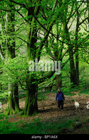 La signora e il cane a camminare in legno di faggio sul Lewesdon Hill, Dorset, Regno Unito Maggio 2010 Foto Stock